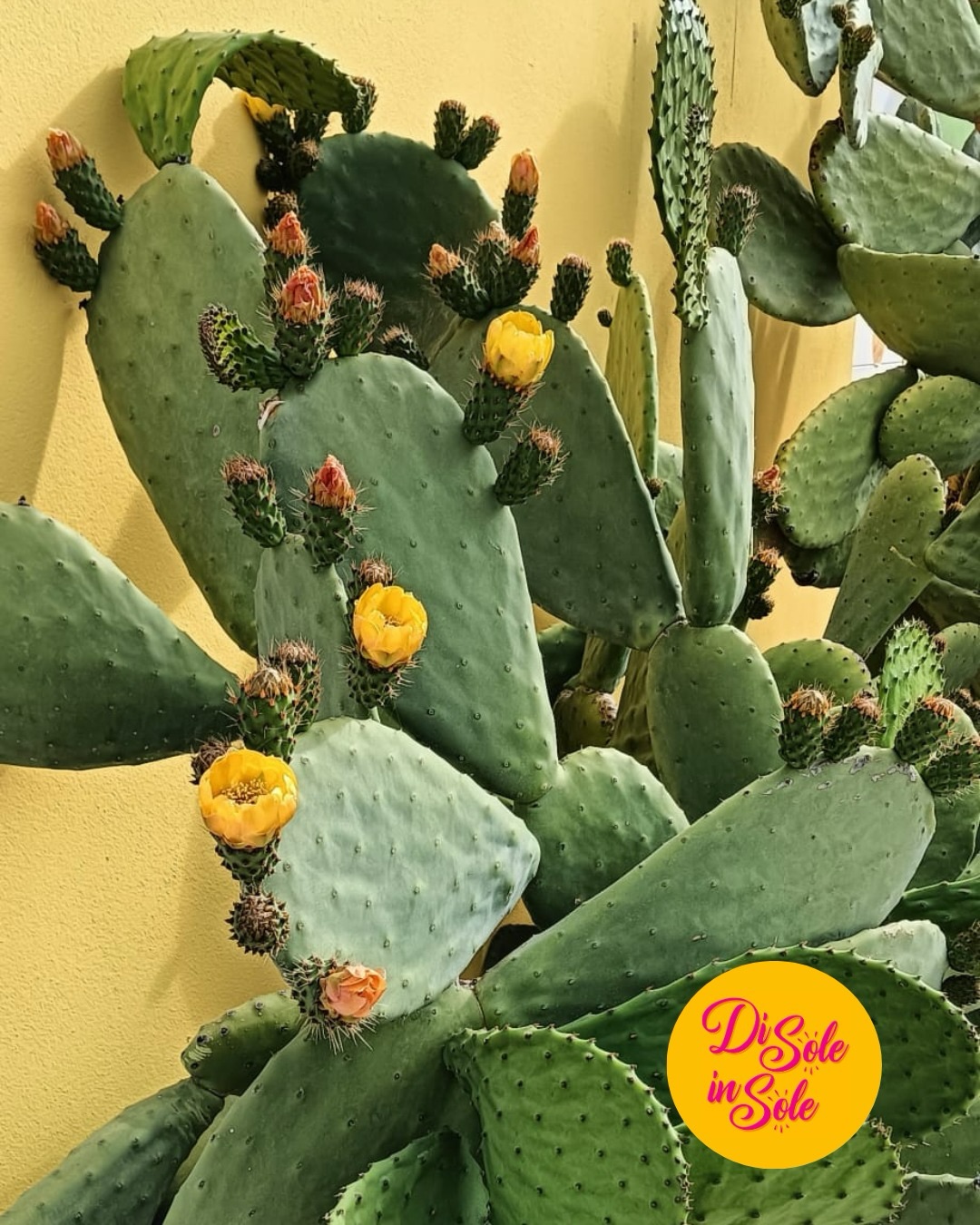Fichi d'India in fiore con boccioli gialli e arancioni sul muro giallo dello chalet